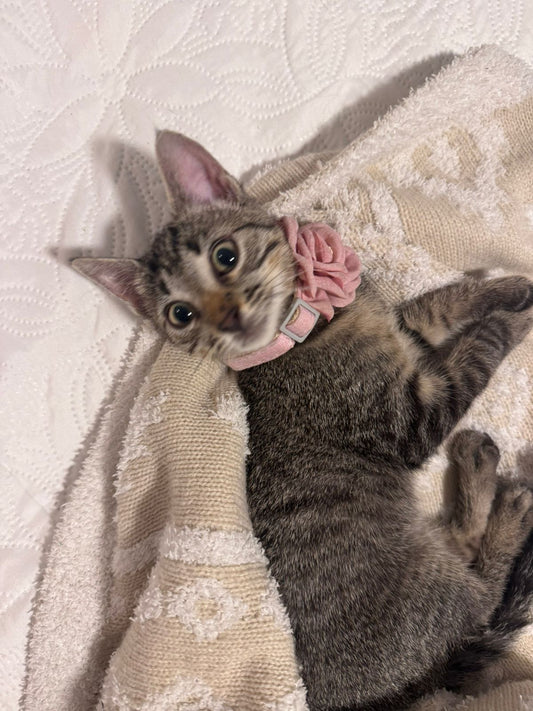 COLLAR KIRA PARA GATITA